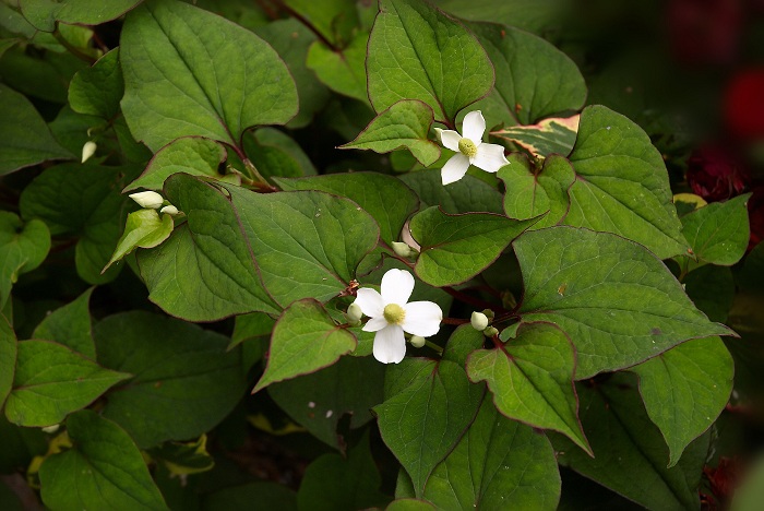 Houttuynia cordata